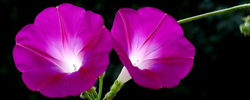 牵牛花对作物的危害(牵牛花对人体有害吗)