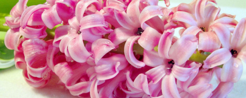 风信子什么时候开花（紫色风信子什么时候开花）