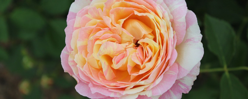 月季有红蜘蛛怎么治 月季红蜘蛛不治行吗