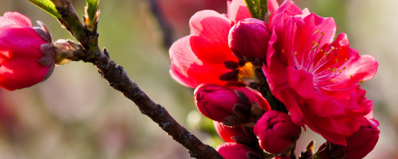 桃花夏天会不会落叶 桃花夏天会枯萎吗