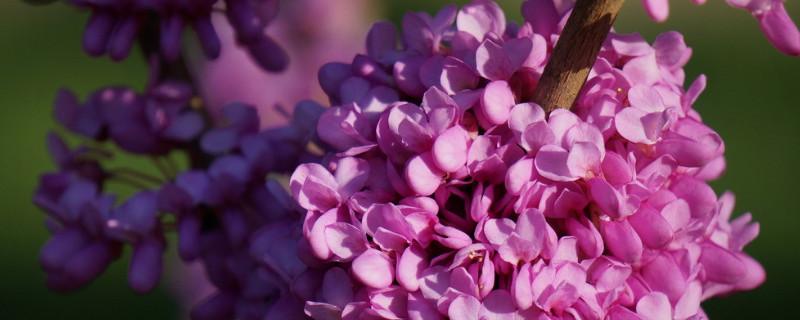 紫荆花秋天也会开吗(紫荆花冬天开吗)