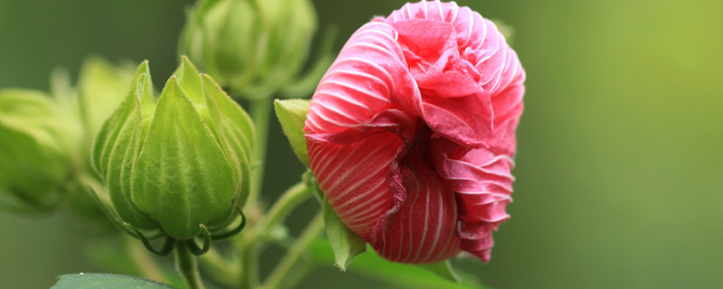 芙蓉花秋天能插活吗 芙蓉花怎么能插活