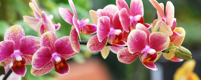 什么品种的蝴蝶兰开花勤 什么品种蝴蝶兰开花最多
