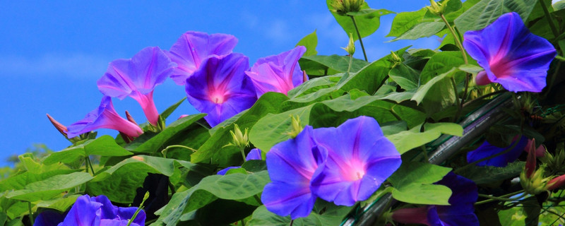 牵牛花夏天还能种种子吗 牵牛花种子秋天可以种吗