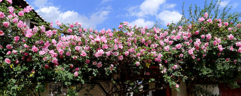 如何让月季快速爬藤（爬藤月季种植方法）