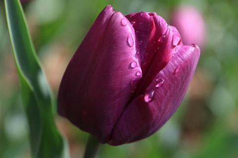 郁金香中毒怎么办