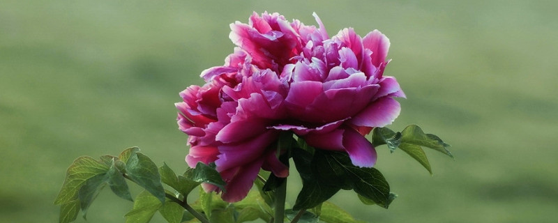 牡丹花烂根怎么补救 牡丹花根腐烂怎么治疗