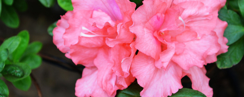 杜鹃花叶子干枯怎么救 杜鹃花叶子干枯怎么补救