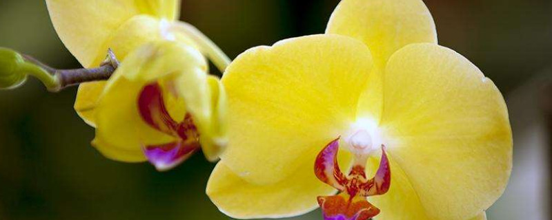 蝴蝶兰养室内没有光照可以吗 蝴蝶兰能在室内养吗