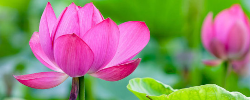 荷花水培瓶里可以放石头吗 荷花可以用石头养吗