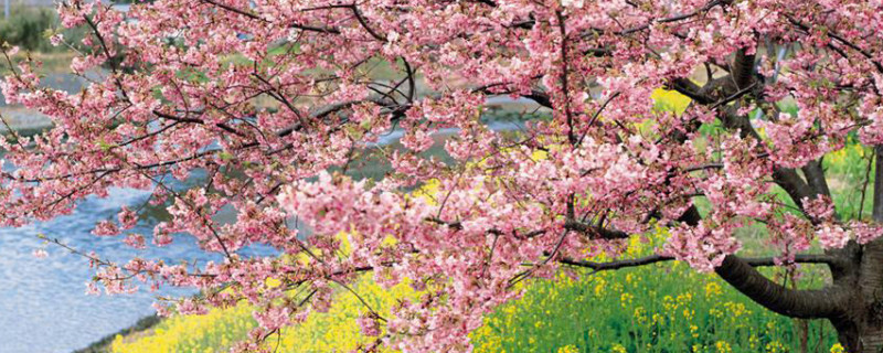 桃花树能结桃子吗（桃花树能结出桃子吗）