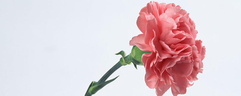 康乃馨叶子上有白白的是什么 康乃馨叶子有白东西