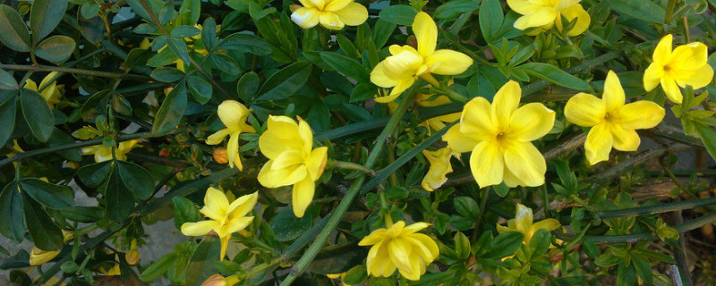 迎春花多少度移入屋里 迎春花什么时候移到室内