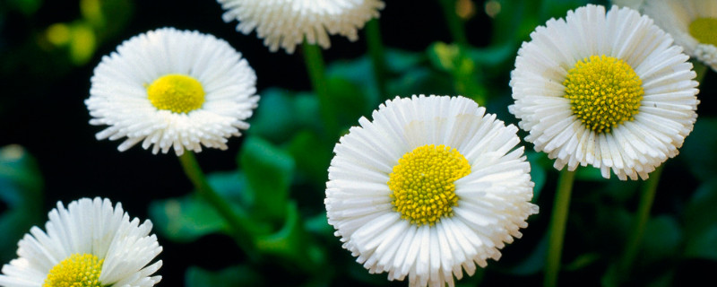 雏菊怎么打顶(小雏菊怎么打顶)