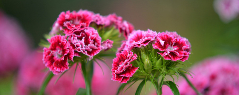 康乃馨插水里能长根吗 康乃馨用水可以泡出根吗