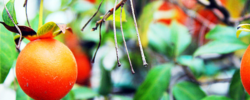 金弹子怎么养 刚上盆的金弹子怎么养