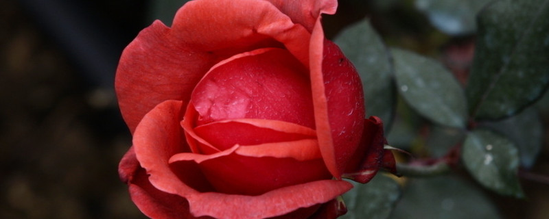 玫瑰花移栽注意事项 玫瑰花苗移栽后怎样管理