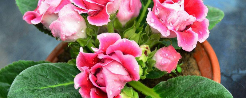 盆栽芙蓉花怎么养花开多久 芙蓉花怎么养才能开花