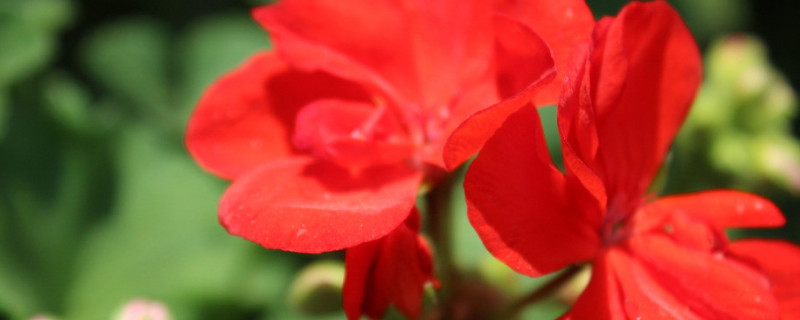 天竺葵苗不长怎么办 天竺葵小苗为什么长得慢