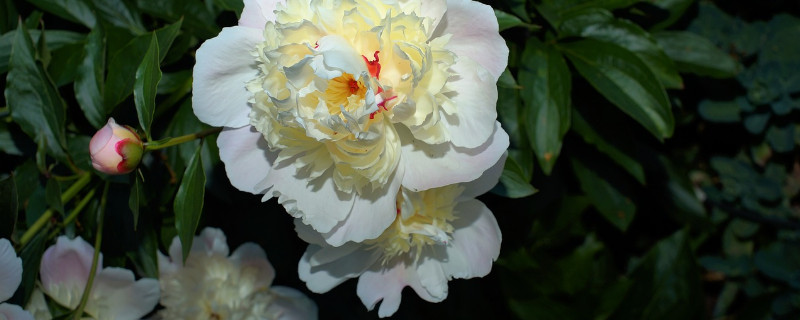 牡丹花地栽怎样成活率高 牡丹怎么栽成活率高