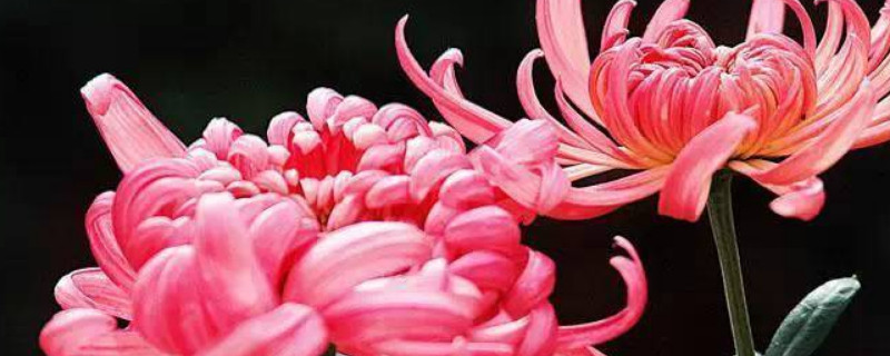 菊花开花期间如何养 菊花应该怎么养花才开得多