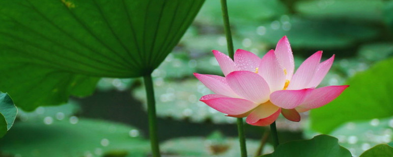 荷花喜欢生长在什么地方（荷花适合长在什么地方）