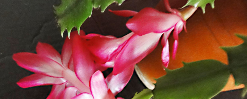 蟹爪兰根部腐烂怎么办（蟹爪兰怎么会烂根）