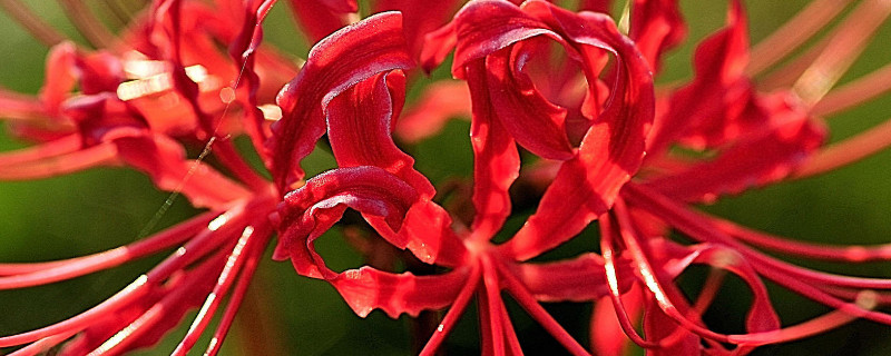 彼岸花能送人吗（彼岸花可以送爱人嘛?）