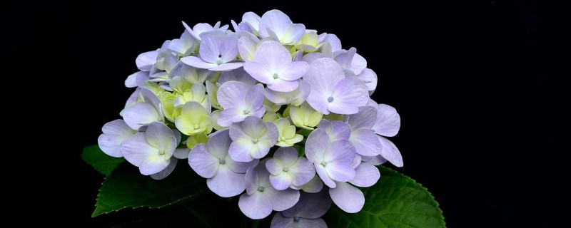 绣球花和什么花搭配好看（绣球花跟什么花搭配好看）