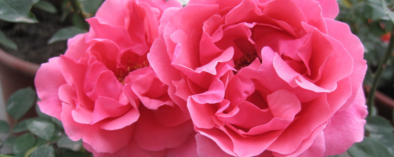 月季花期怎么浇水（盆栽月季花浇水的方法）