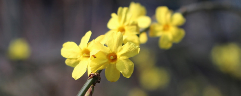迎春花吃了会中毒吗 迎春花能吃不