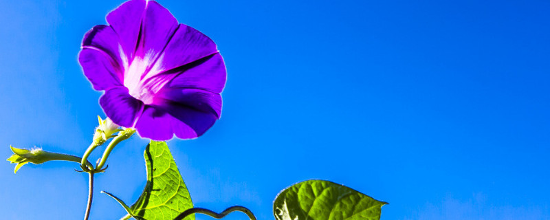 牵牛花的颜色变化过程(牵牛花的颜色是怎样变化的)