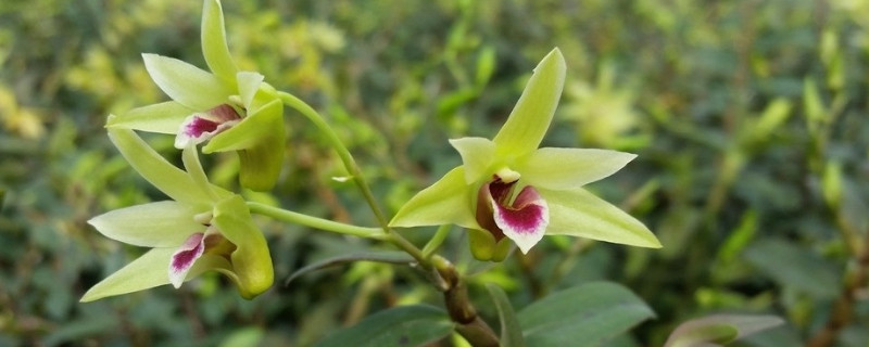 铁皮石斛是什么（铁皮石斛是什么植物）