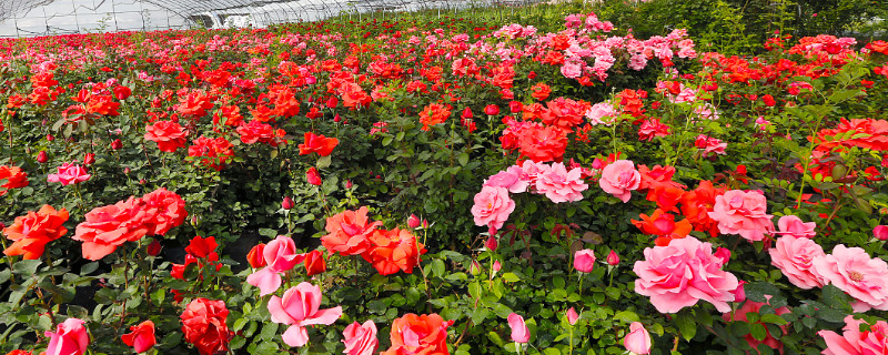 月季花怎么修剪 月季花怎么修剪才能多开花