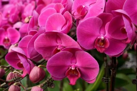 蝴蝶兰又叫什么名字