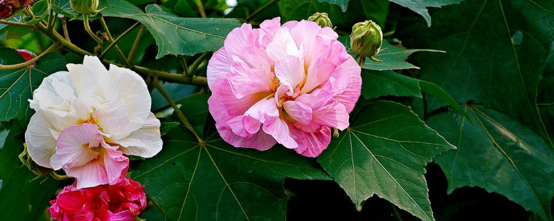 怎么养殖芙蓉花才不会黄叶子 芙蓉花怎么养?芙蓉花的养殖方法?