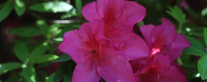 杜鹃花冬天能换盆吗 杜鹃花冬季换盆