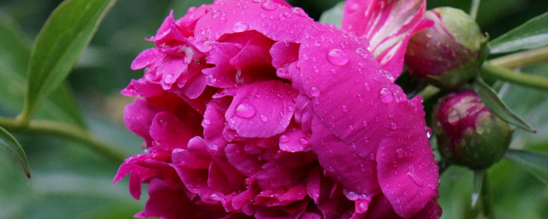 芍药是指赤芍还是白芍（芍药一般指的是白芍还是赤芍）