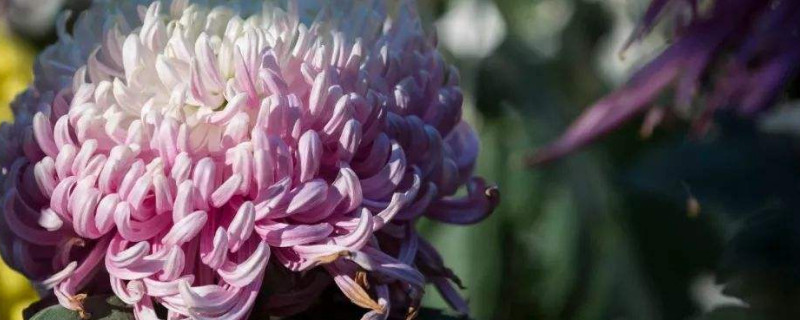 菊花秋天能扦插吗 菊花冬天能不能扦插