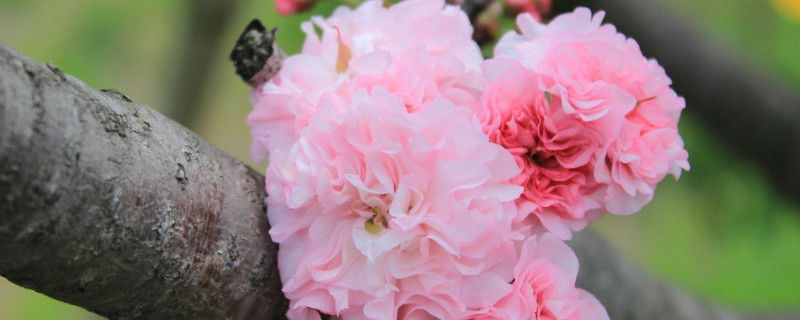 樱花种植株距要多少 樱花定植株距是多少