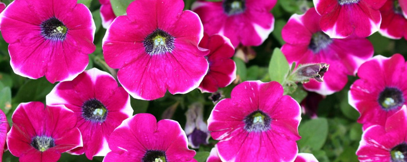 牵牛花室内养好还是露养好（牵牛花适合在室内养吗）