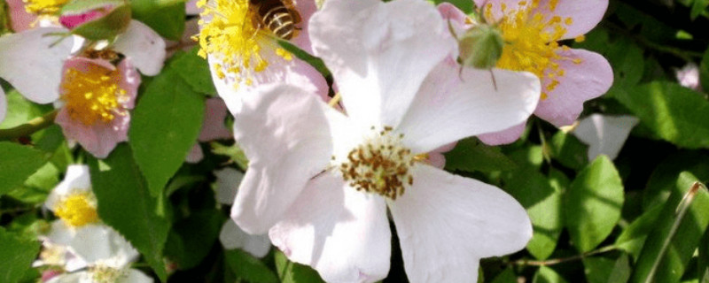 金樱子与栀子怎样区分（栀子花和樱花）