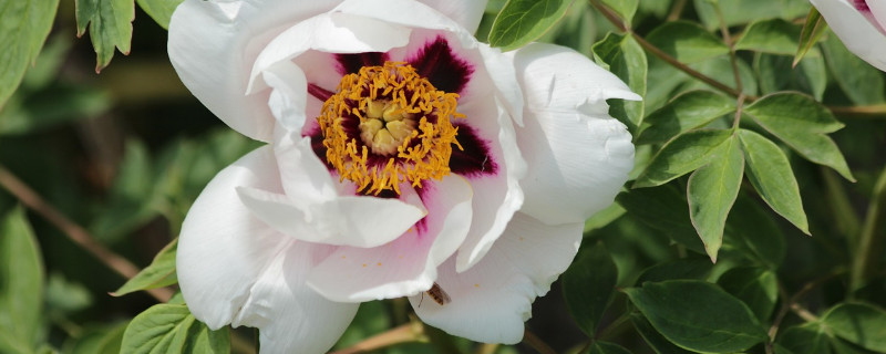 牡丹花夏天移栽方法 牡丹花移栽注意事项