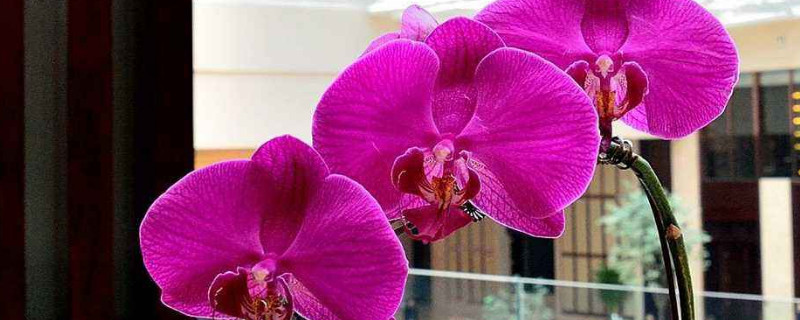 蝴蝶兰叶子出蜜怎么治(蝴蝶兰叶子背面有蜜糖)