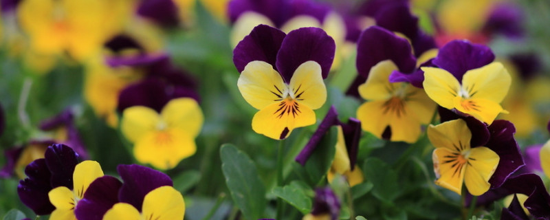 三色堇冬天会冻死吗（冬天可以种三色堇吗）