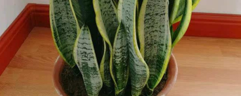 虎皮兰栽多深合适 虎皮兰栽种多深