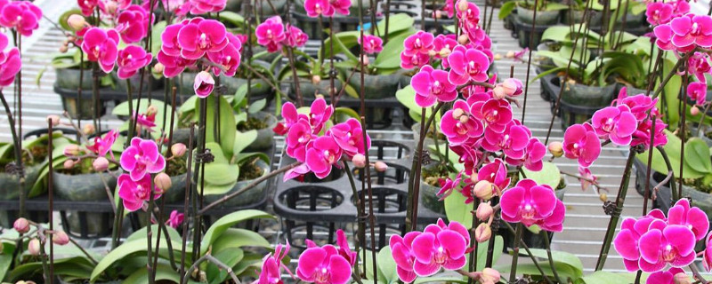 蝴蝶兰花苞变黄为什么(蝴蝶兰黄苞什么原因)