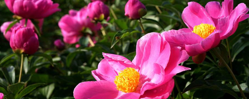 芍药花的特点有什么 芍药花的特点有哪些