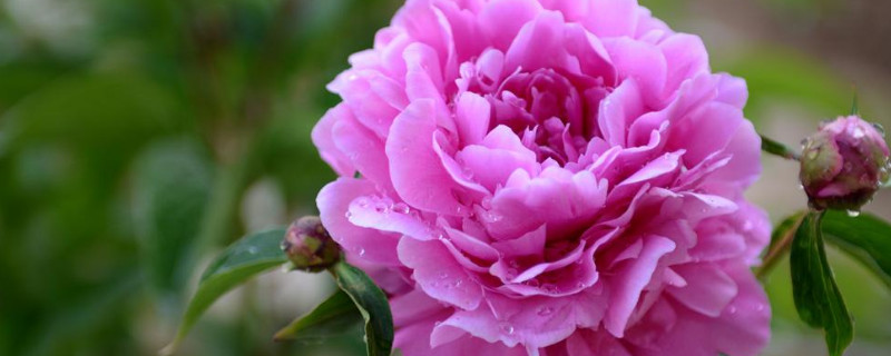 芍药花盆栽耐寒吗 芍药花耐寒吗?