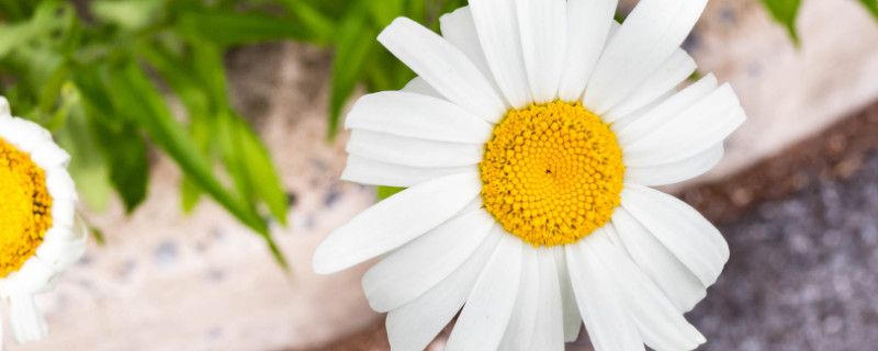 菊花盆栽能在室内养吗 家中可以养菊花盆栽吗?